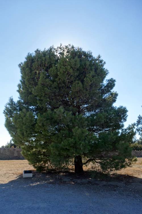 Lone Pine Cemetery Tree